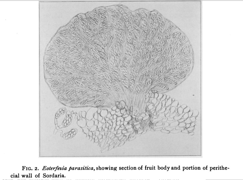 Представитель Семейства Eoterfeziaceae